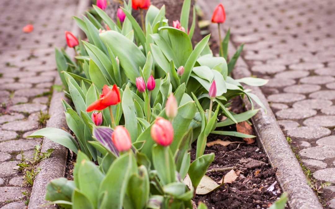 10 Beautiful Flowering Plants for a Colorful Garden