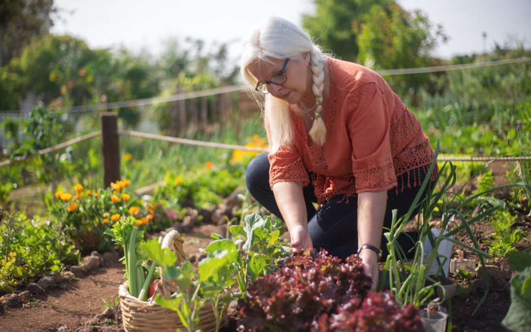 A Beginner’s Guide to Starting a Vegetable Garden